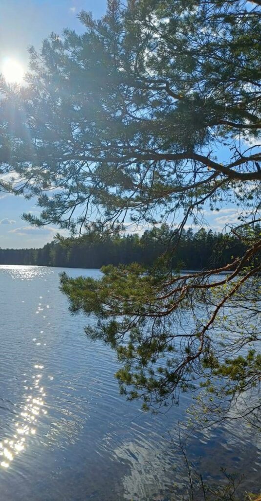 Järvimaisema, etualalla puun oksia