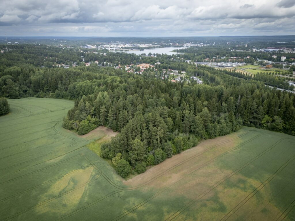 Peltoon työntyvä metsäkaistale