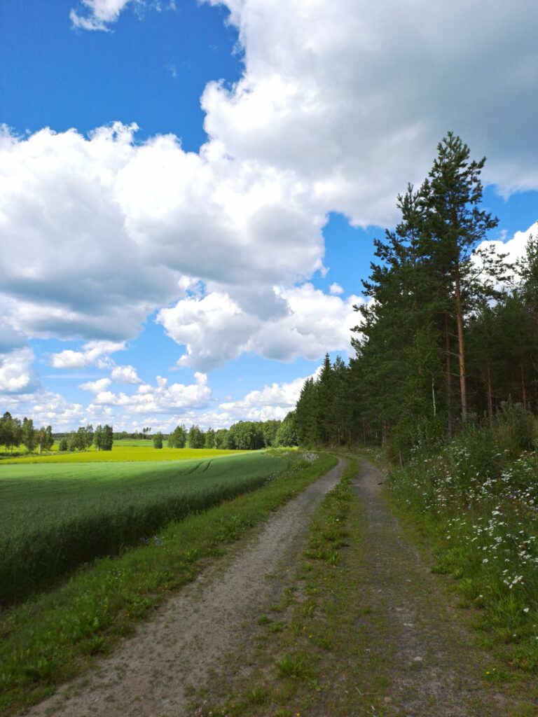 Pellon ja metsän välissä kulkeva tie