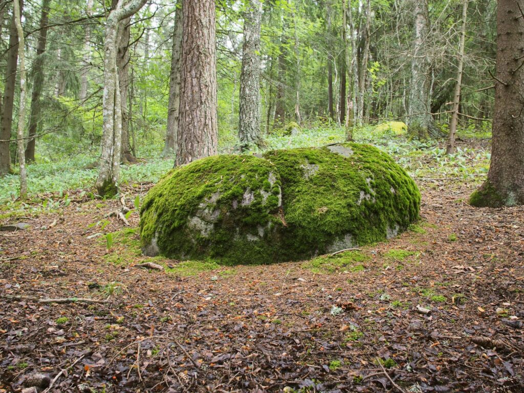 Sammaleinen maakivi metsäaukiolla