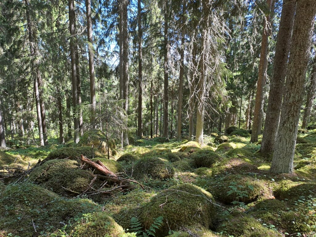 Metsämaisema, jossa paljon sammaloituneita kiviä