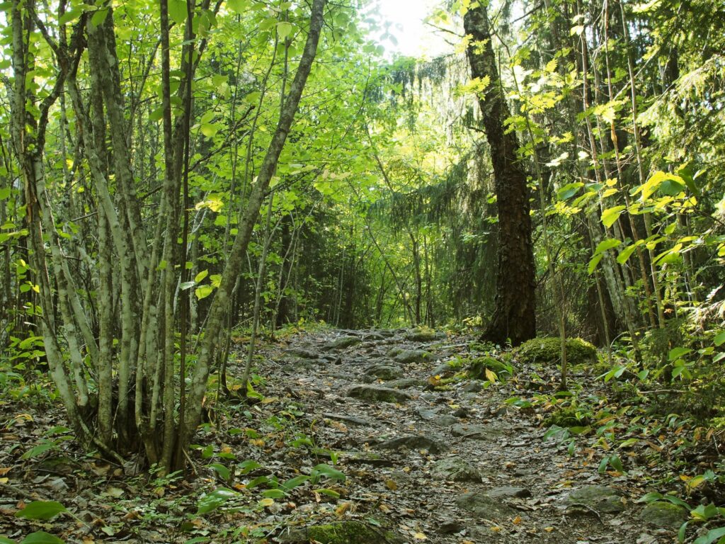 Metsässä kulkeva kivinen polku